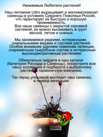 Армерия Рубрифолия приморская с тёмной листвой многолетник