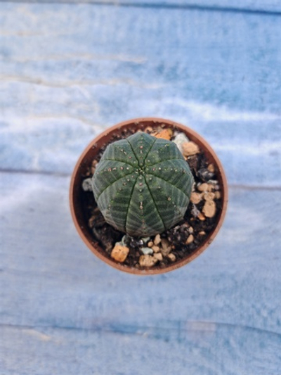 Euphoria Obesa (Эуфорбия)