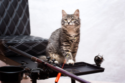 Красная энергия