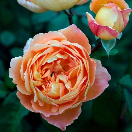 Роза английская Edith