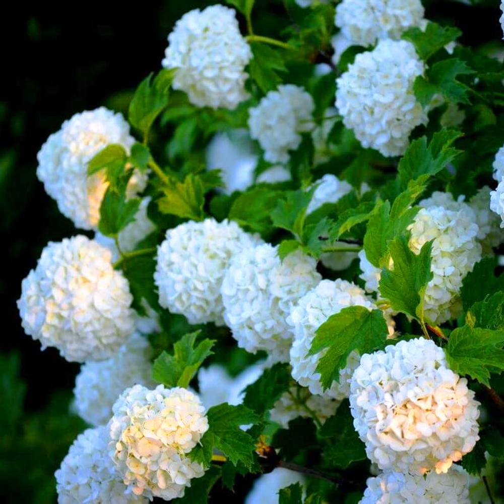 Калина opulus Roseum