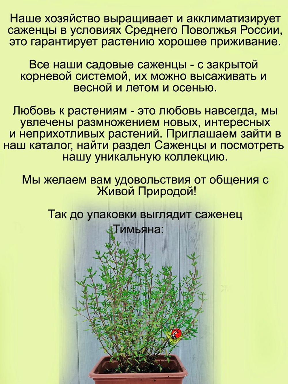 Тимьян Фредо шарообразный лимонно анисовый чабрец