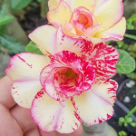 Адениум обесум 004 Gold 8 Mutation No.1