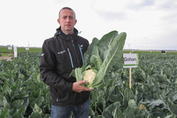 Капуста цв. Гохан F1 (50шт)  Витагрин Профи