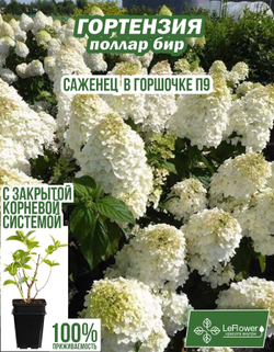 Саженец, Гортензия, Полар Бир