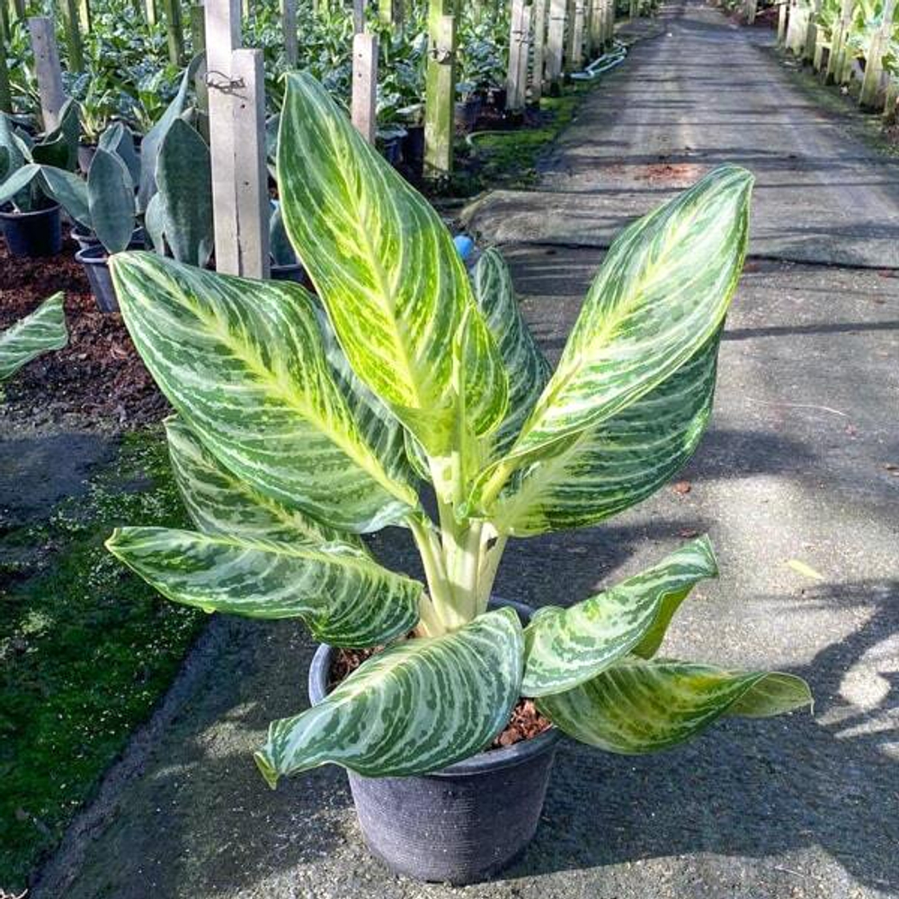 Аглаонема SERM SAB