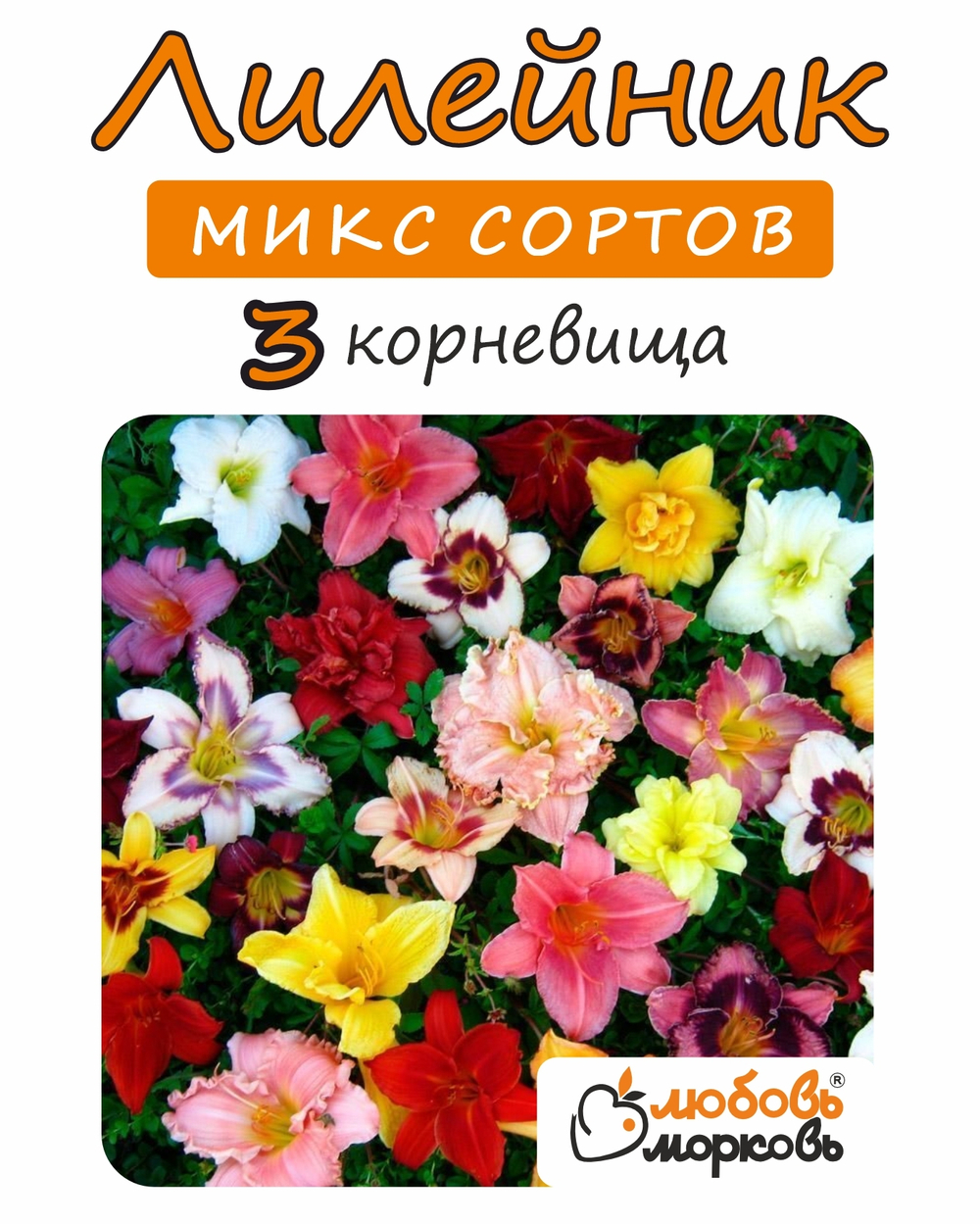 Лилейник Корневище, микс сорта, 3 шт