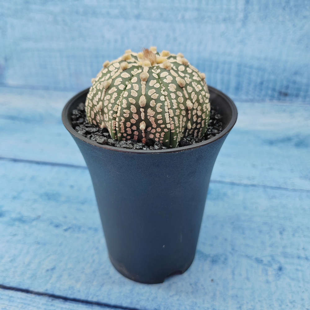 Astrophytum Asterias (Астрофитум)