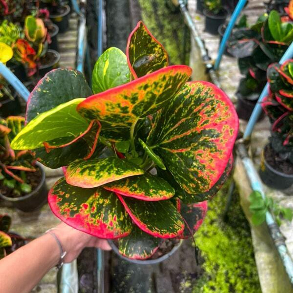 Кротон SRI THINNAGON