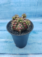 Gymnocalycium T-Rex Pink hybride (Гимнокалициум T-rex)