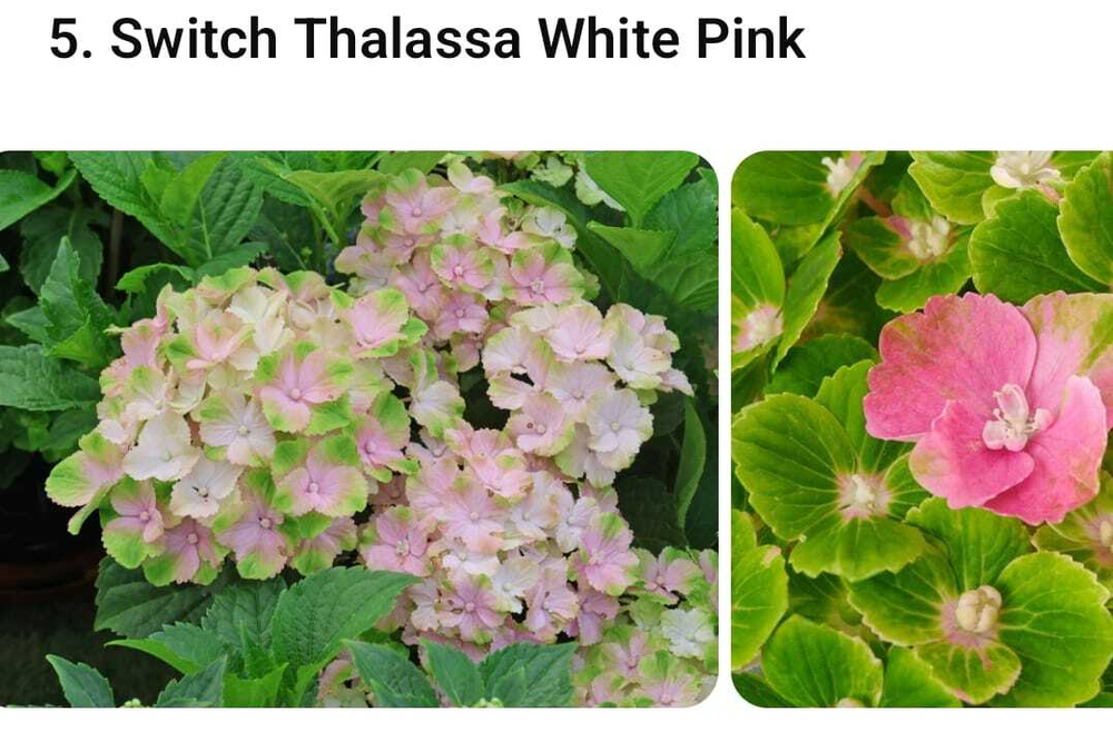 Свитч Тхаласса Вайт Пинк (Switch Thalassa White Pink) р9 июнь-август 2026 г.