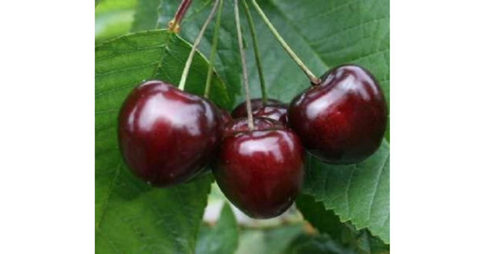 Черешня Ленинградская черная (8-летняя)