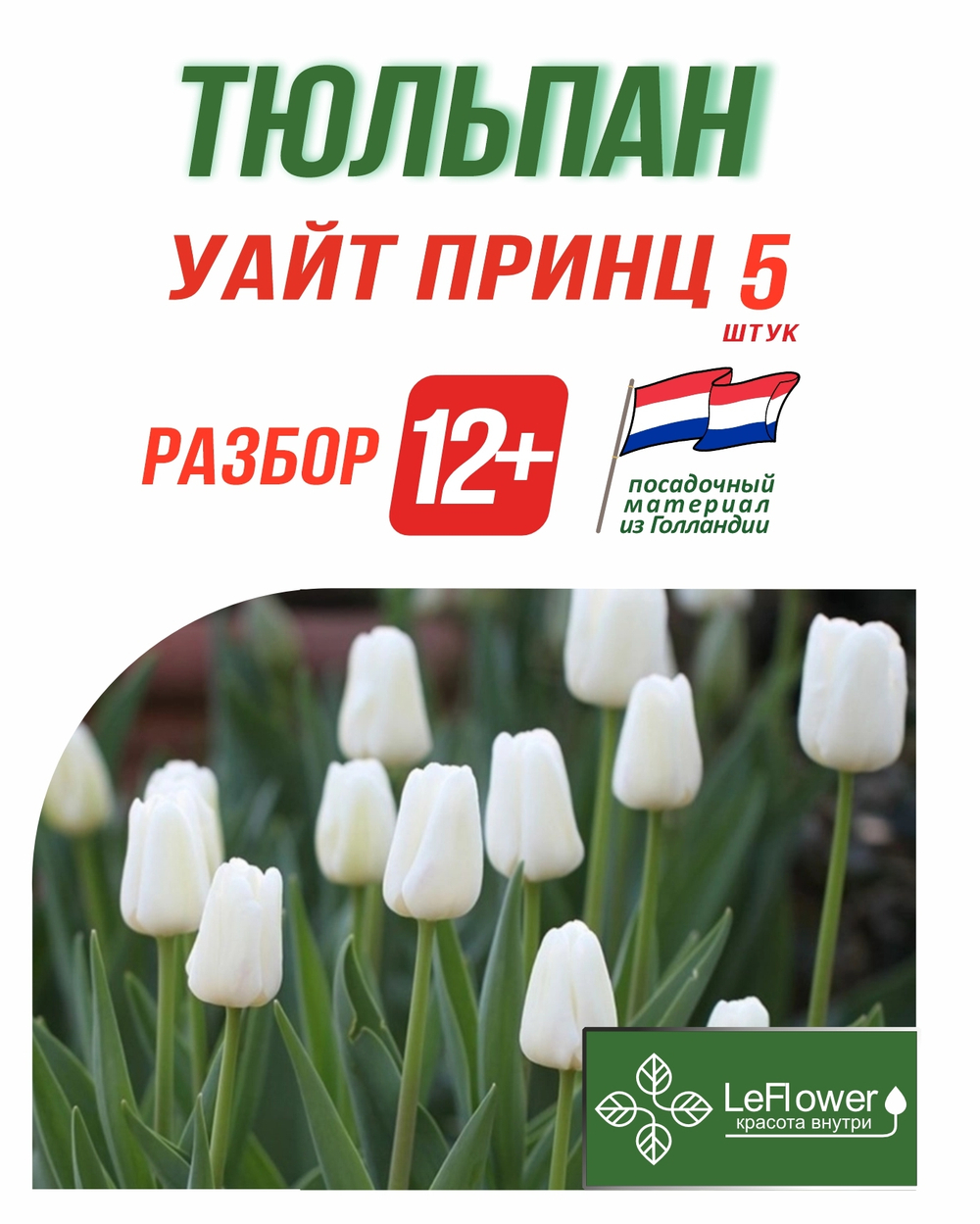 Тюльпан Луковица, Уайт Принц 5 шт, разбор 12+