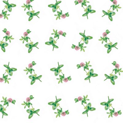 клевер на белом фоне