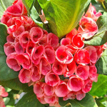 Эуфорбия Миля LUCKY ROSE