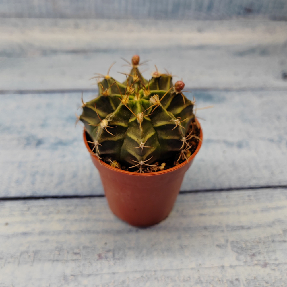 Gymnocalycium Friedrichii (Гимнокалициум)