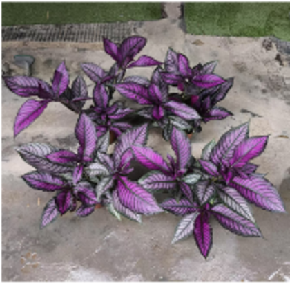 Стробилантес д.12