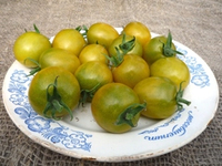 Виноградные Помидоры Green Grape