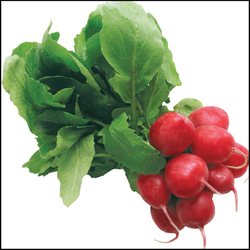 Редис Донар  F1 1г  Мировые Семена VITA GREEN