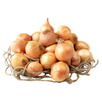 Лук репчатый