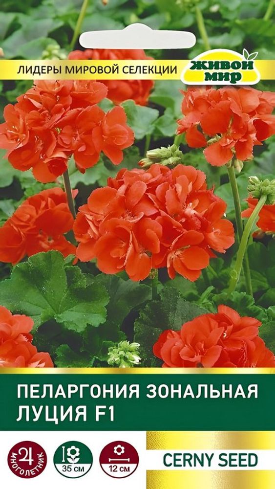 Пеларгония зональная "Лyция F1" 3шт, Чехия. Пеларгония зональная "Лyция F1" 3шт, Чехия.