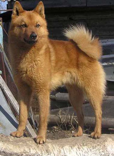 Карело-финская лайка Карело-финская лайка