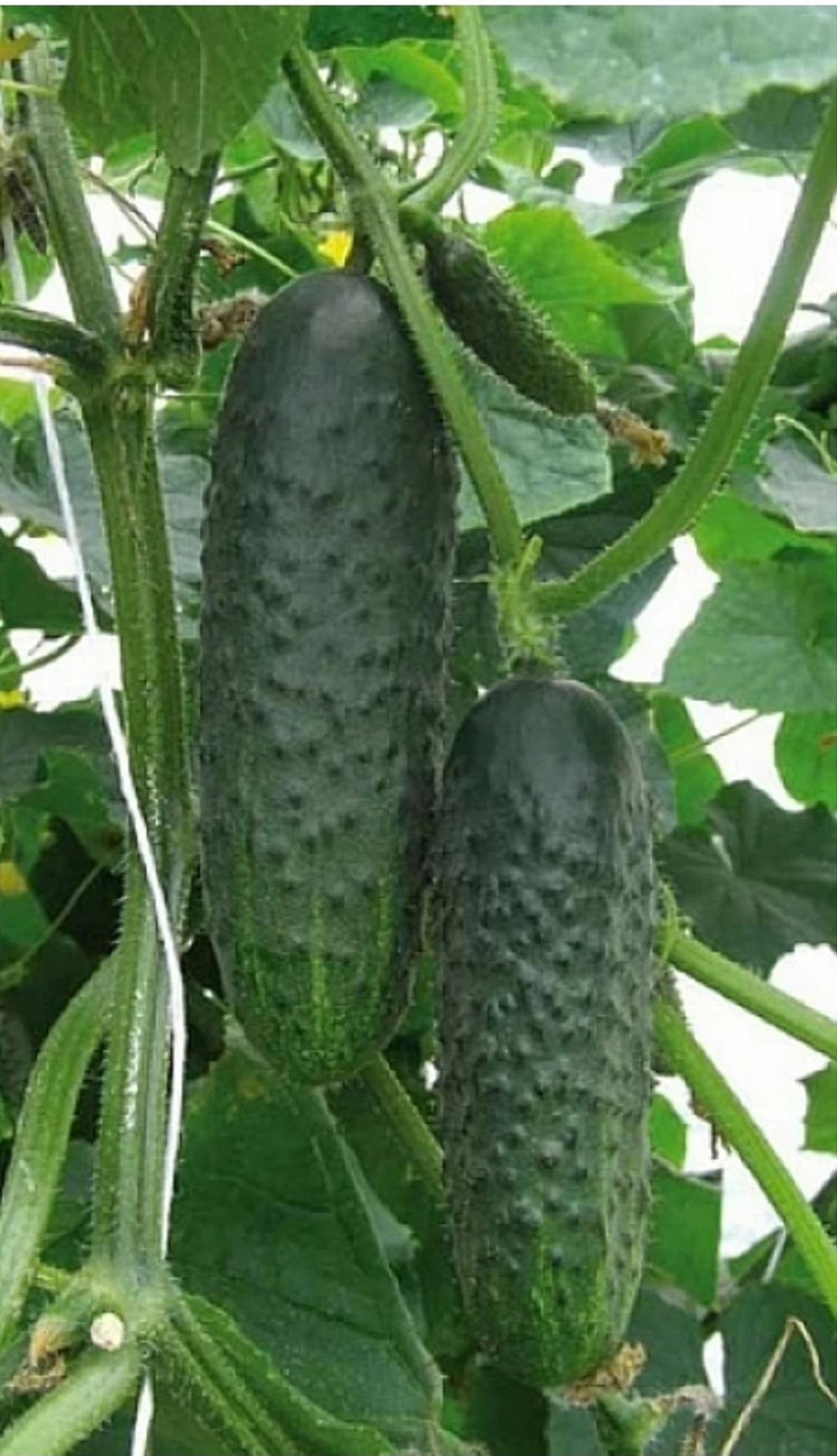 Огурцы Ханса F1 - Hansa F1 1000шт