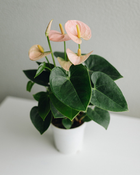 Антуриум Андре розовый