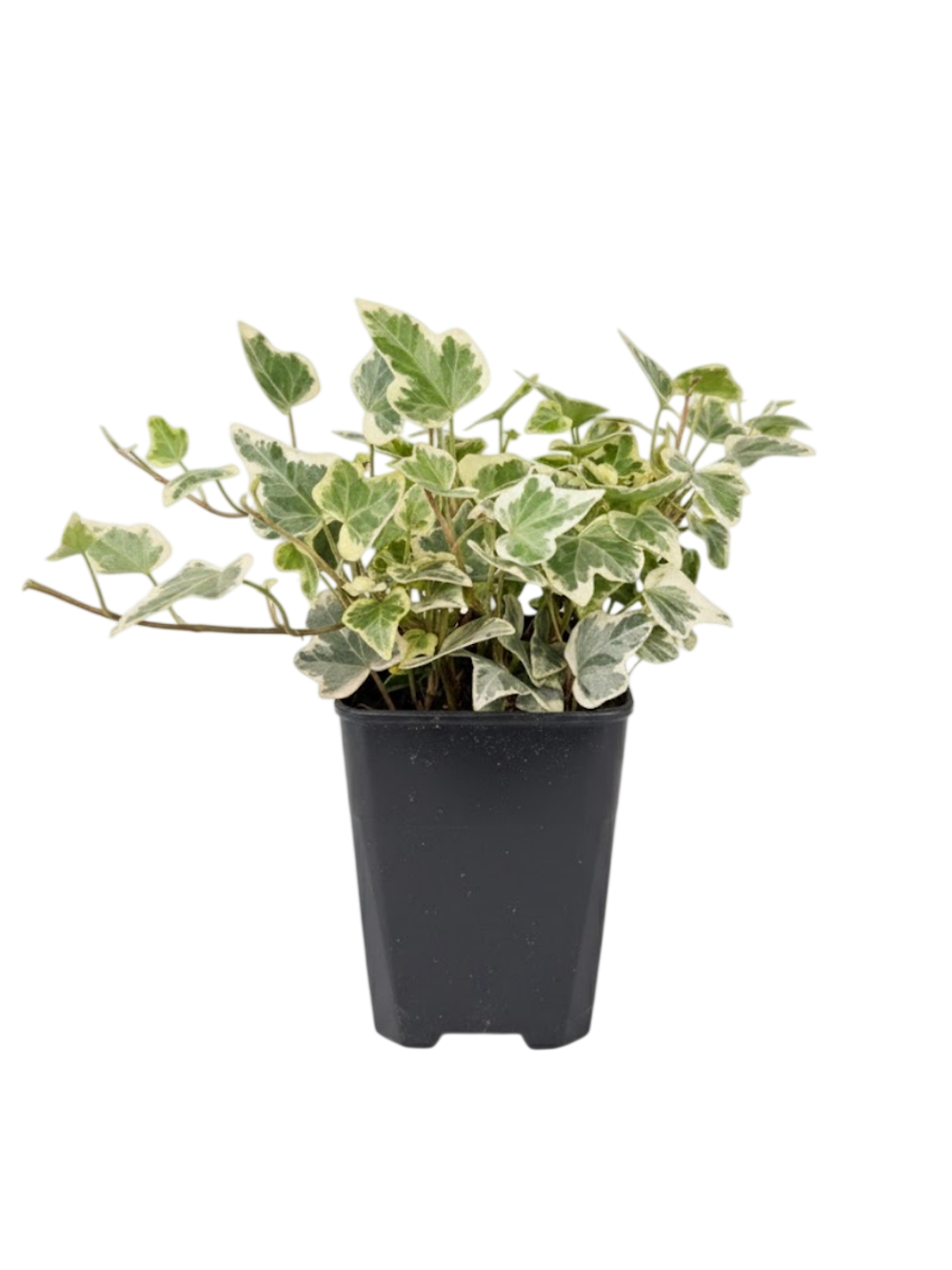 Хедера непальская д.9