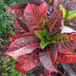 Кротон GREEN THING