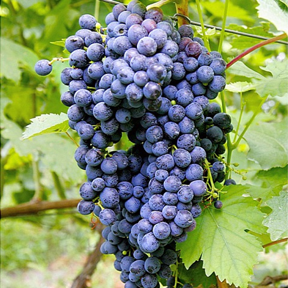 Виноград столовый ранний Кишмиш Красень