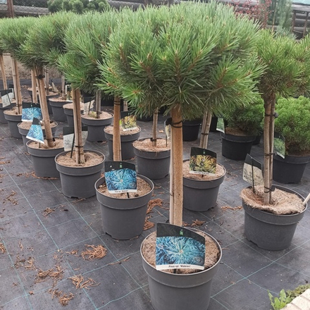 Сосна "Sylvestris Watereri ST"