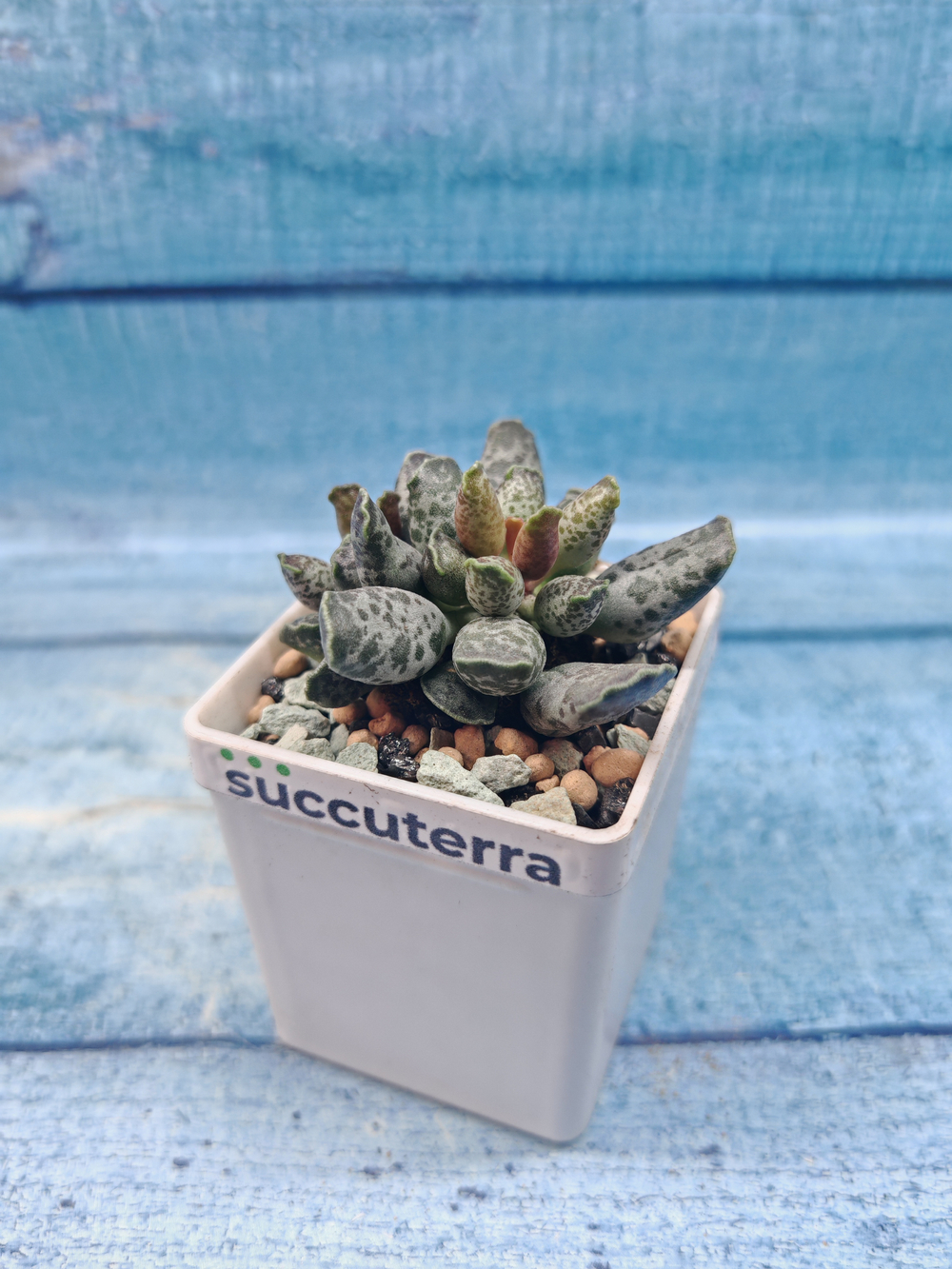 Adromischus Festivus grey (Адромискус)