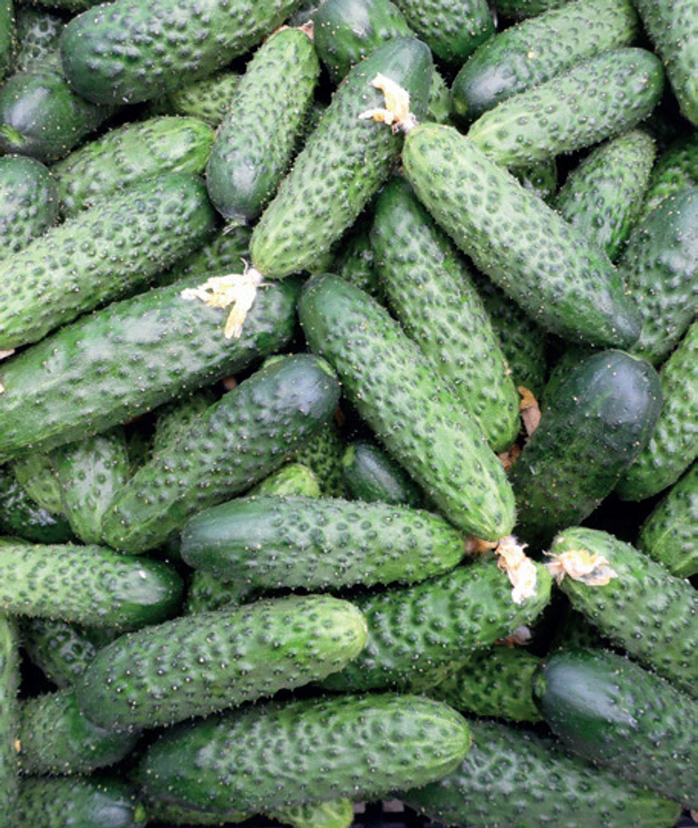 Мадейра F1 семена огурца (Seminis / Семинис)