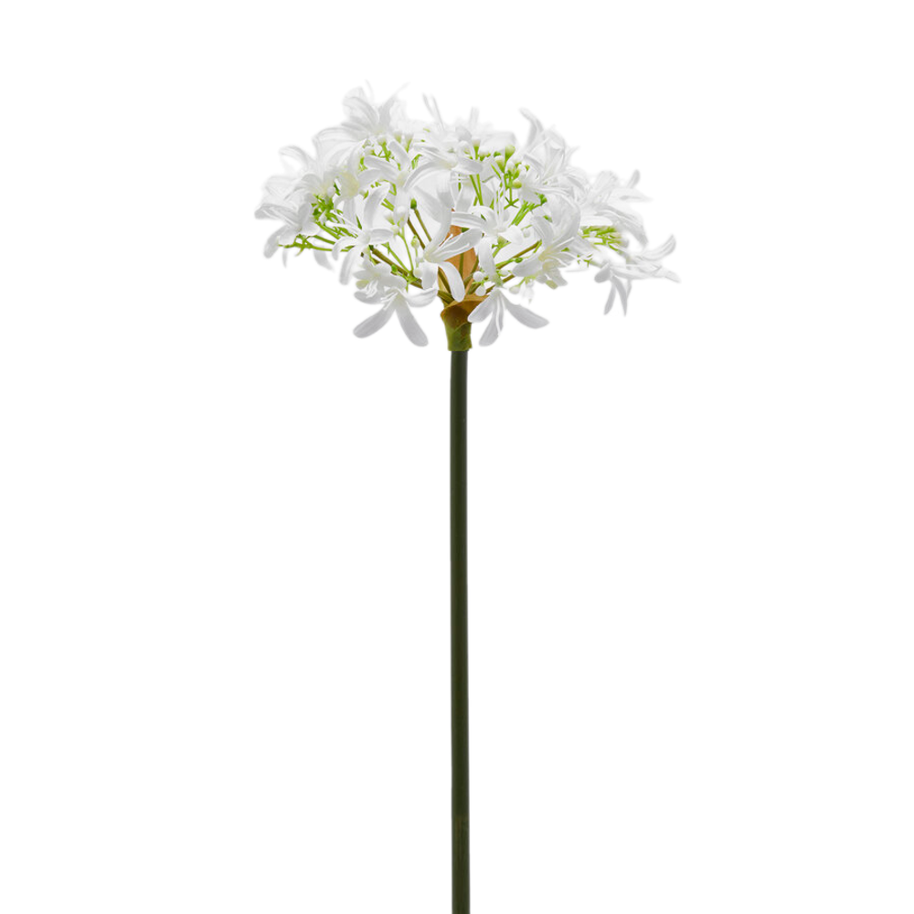 Агапантус белый 60 см