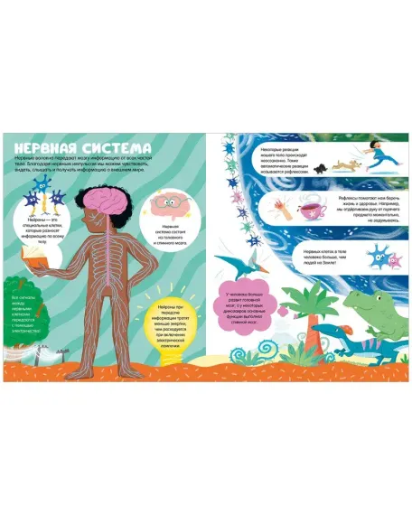 Энциклопедии. 100 удивительных фактов о теле человека