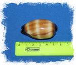 Ципрея Талпа, 5-7см, 1шт