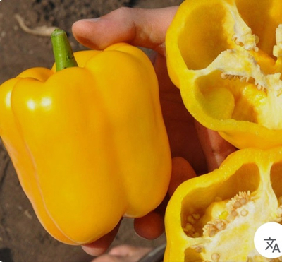 Перец сладкий Турбине F1- Turbine F1 1000 семян