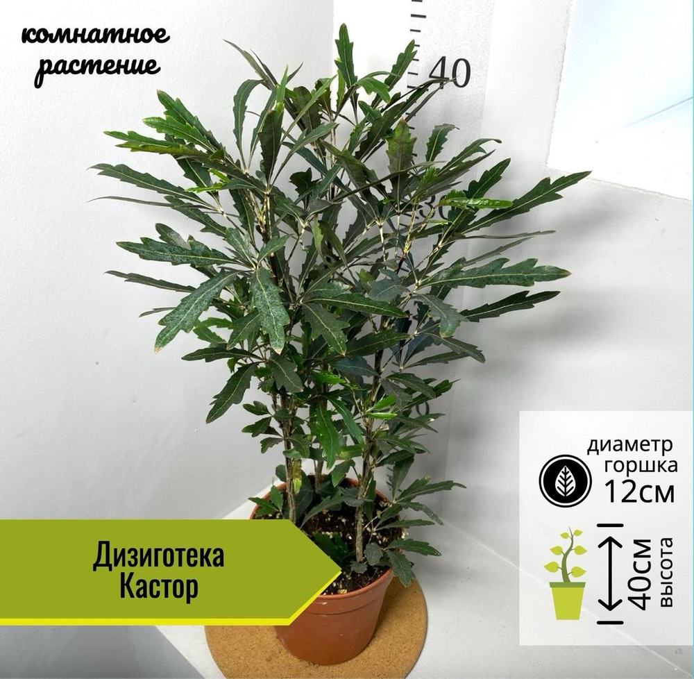 Дизиготека Кастор 3в1, D12см H40см, 1шт, Нидерланды