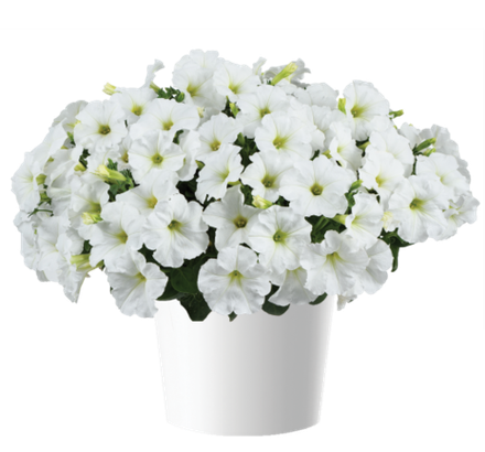 Петуния Capella White Imp