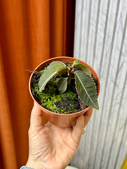 Лабизия Пумила Pumila, D10см Н15см, 1шт, Urban Jungle