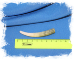 Денталиум элефантинум (Dentalium elephantinum) 6,3 см