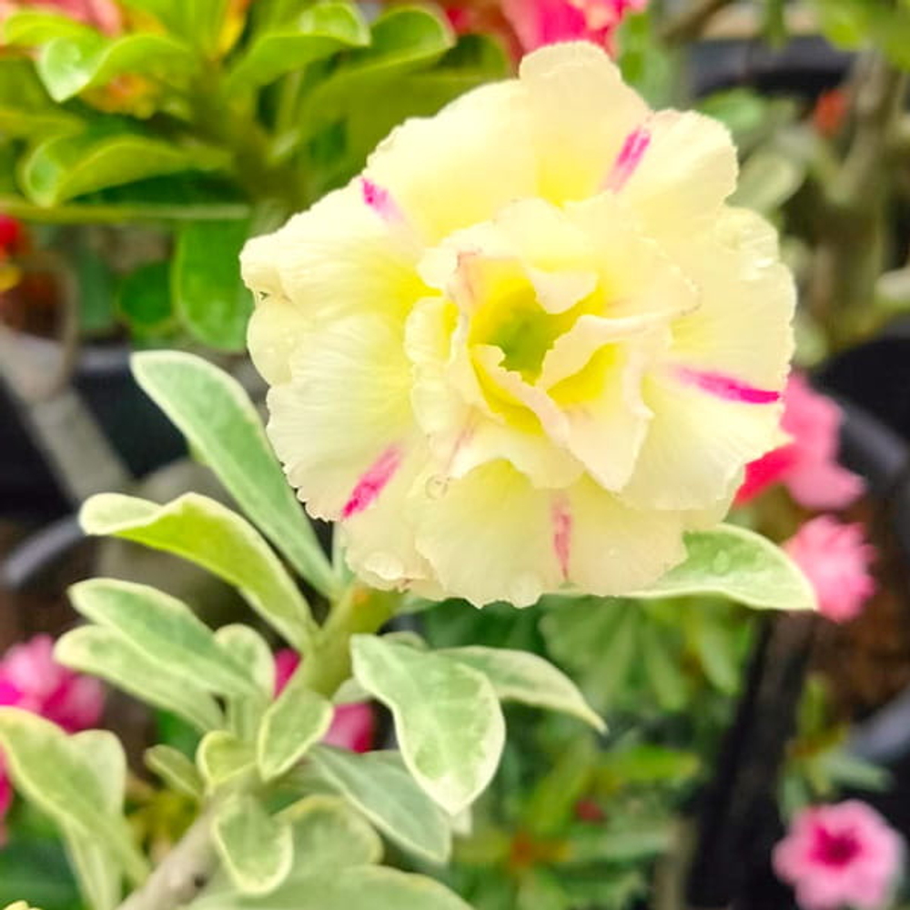 Адениум вариегатный WONDERFUL YELLOW VAR