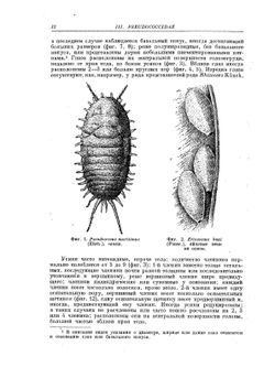 Фауна СССР. Насекомые хоботные. Том VII. Подотр. червецы и щитовки (Coccoidea). Семейство мучнистые червецы (Pseudococcidae). | Н. С. Борхсениус