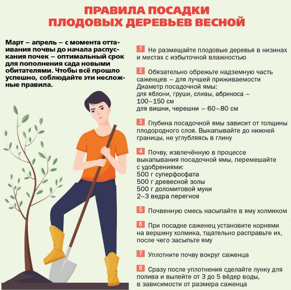 ТОП-5 ошибок при весенней посадке саженцев, которые мы видим чаще всего