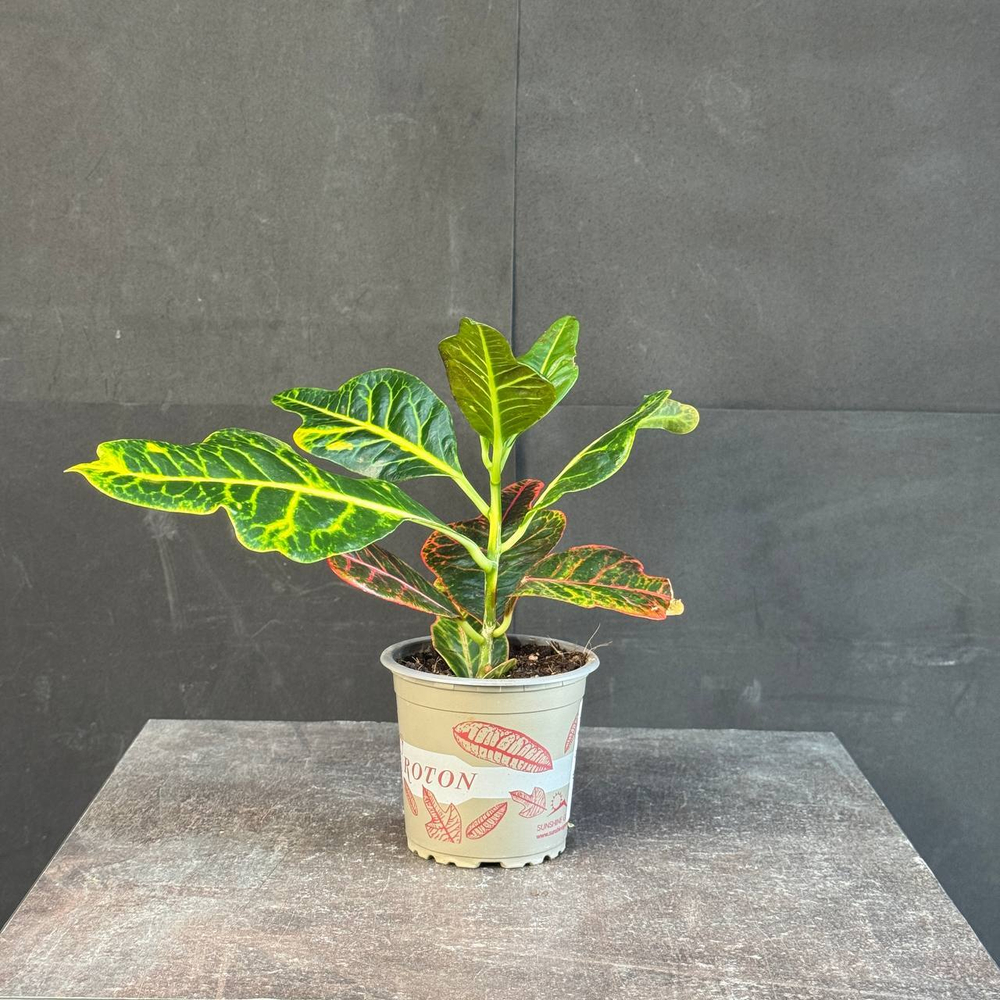 Кротон (Codiaeum variegatum)