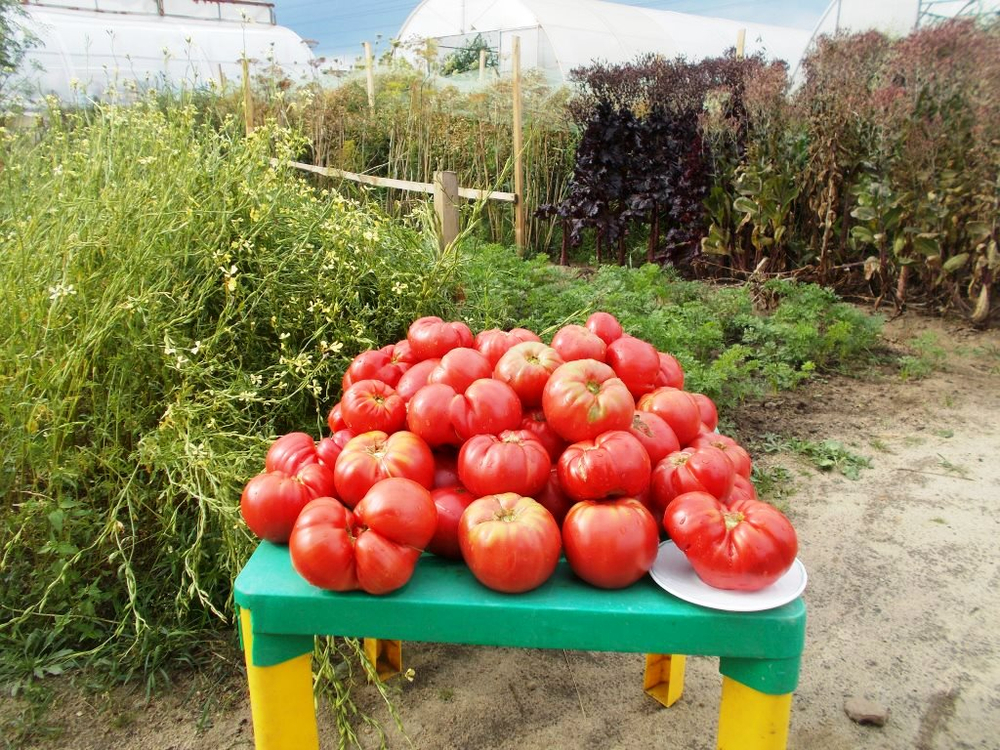 Легендарная Сызранская Розовая Ранняя Помидора