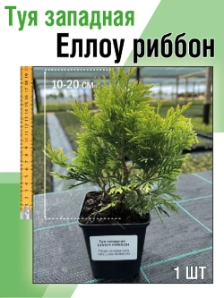 Туя саженец западная Еллоу риббон хвойные