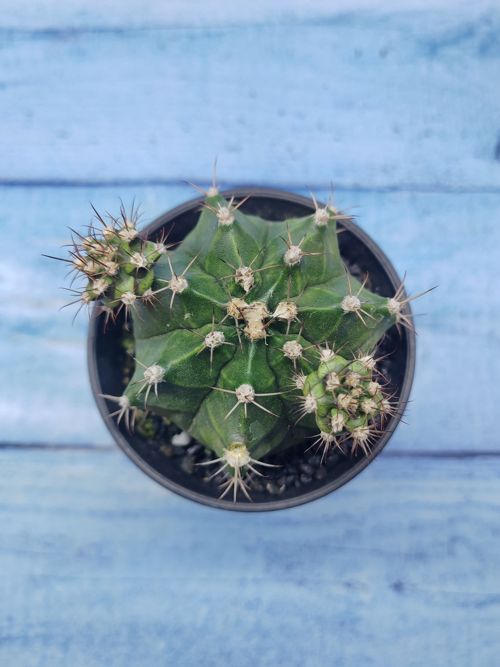 Gymnocalycium Mihanovichii (Гимнокалициум)