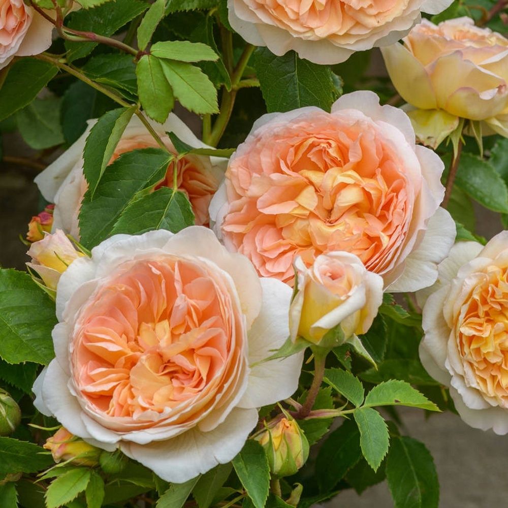 Батшеба (Bathsheba)